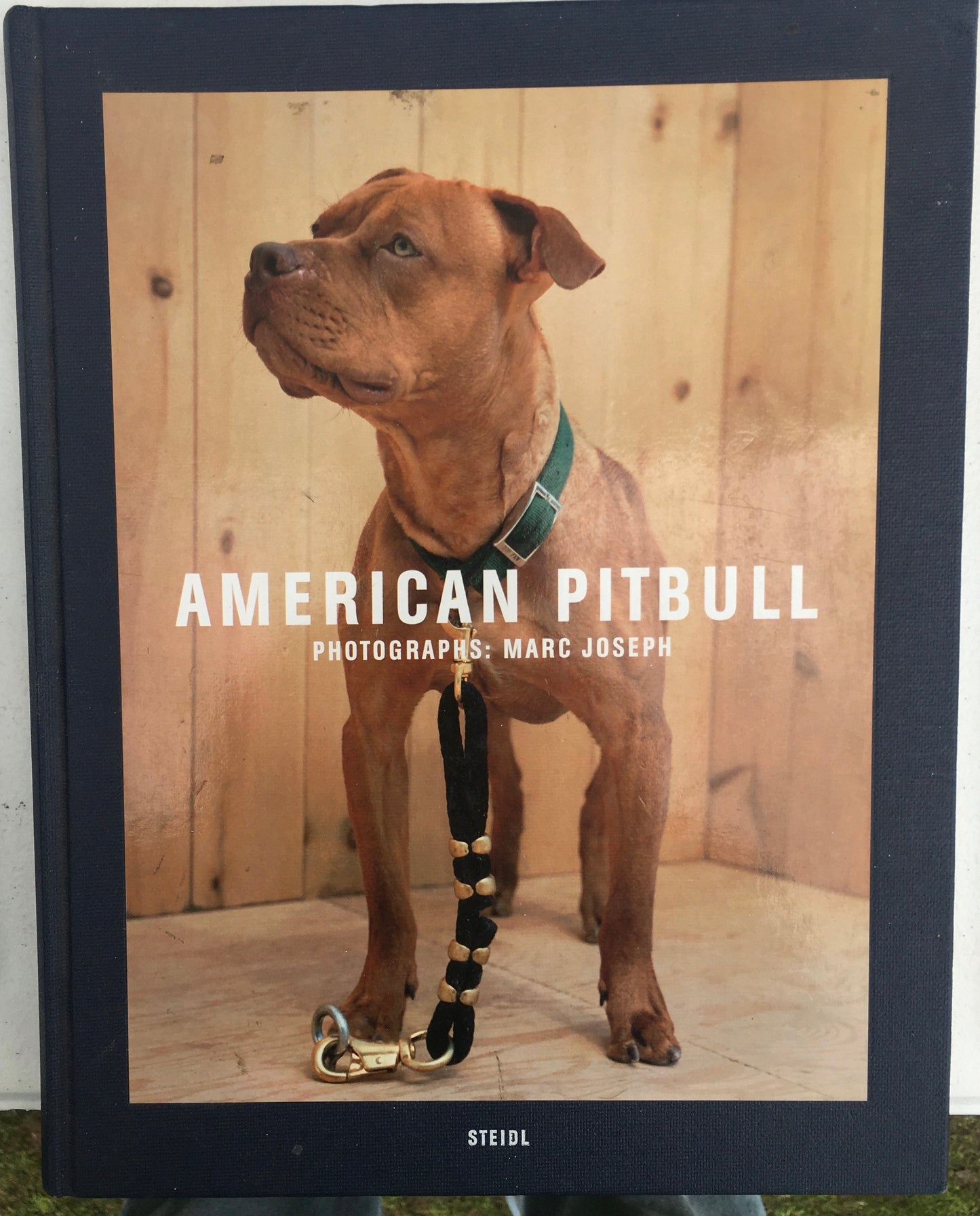 American PitBull
