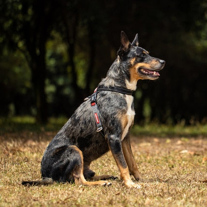 CROSSCHECK™ HARNESS