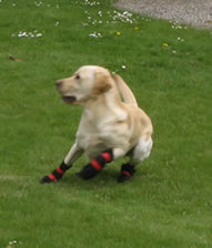 Waterproof Dog Shoes