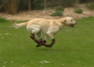 Waterproof Dog Shoes