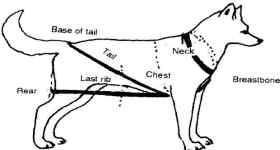 Weight Pull Harness