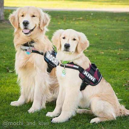 CONVERT™ DOG HARNESS