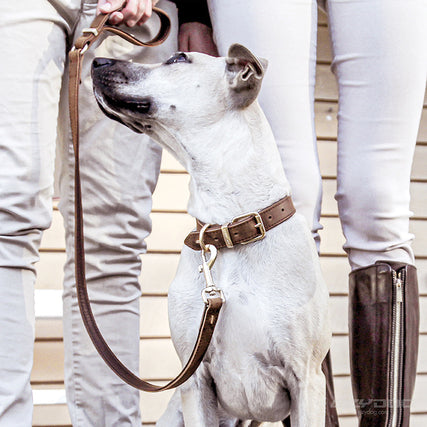 OXFORD LEATHER - CLASSIC COLLAR