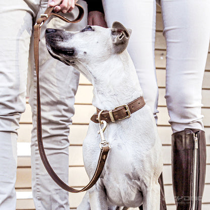 OXFORD LEATHER - CLASSIC COLLAR